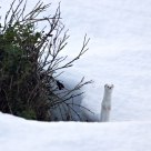 Least Weasel